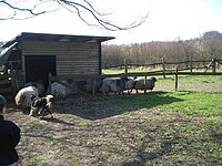 Maja bringt die Schafe in den Stall